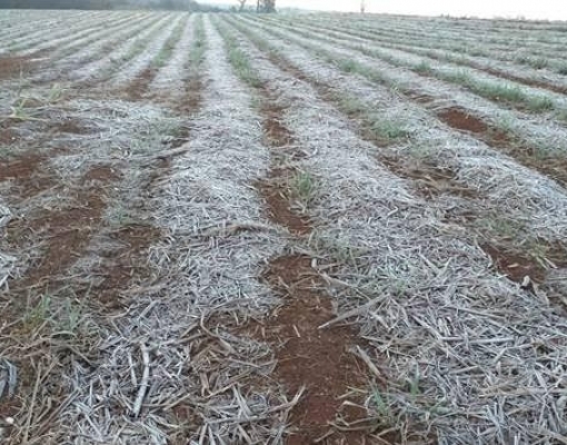 Temperatura marca 1,6ºC na região de Ribeirão Preto e geada atinge lavouras