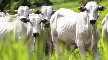 Missão colombiana vai à China para tentar abrir mercado para a carne
