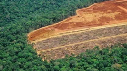 Desmatamento: Dados não podem ser divulgados sem passar por autoridades