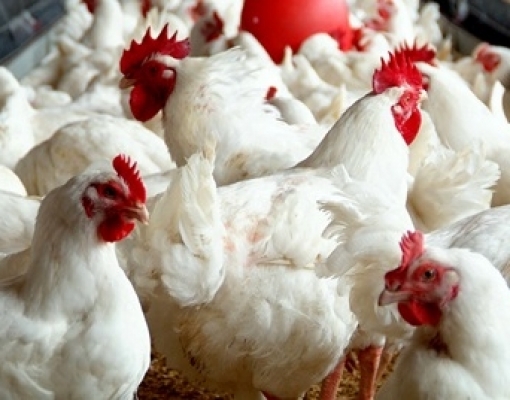 China reanima mercado internacional de frango