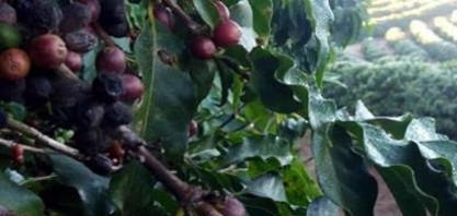 Geadas devem ocorrer em áreas de café do Brasil, mas com pouca intensidade