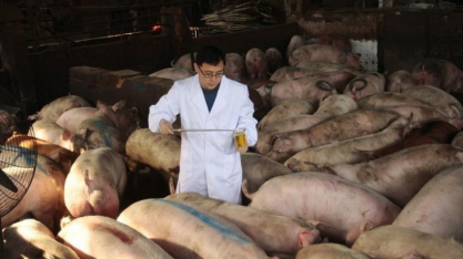 Gripe suína:Mortes de animais na China podem ser o dobro do número oficial 