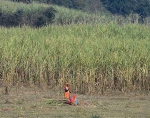 Aldeias das mulheres sem ventre nos canaviais da Índia