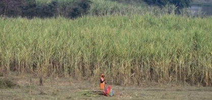 Aldeias das mulheres sem ventre nos canaviais da Índia