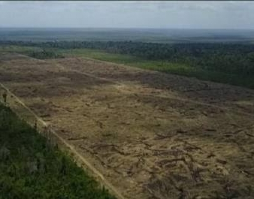 Desmatamento da Amazônia cresce mais de 88% em junho