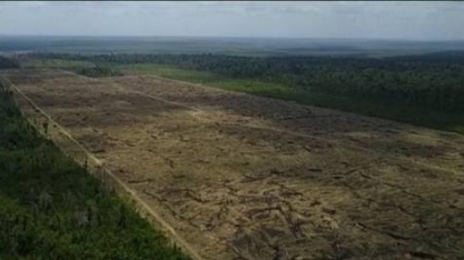 Desmatamento da Amazônia cresce mais de 88% em junho