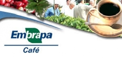 Produção de café arábica ocupa área de 1,47 milhão de hectares em 2019