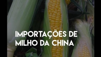 China reduz previsão de uso de milho em 2019/20 em 2 mi t
