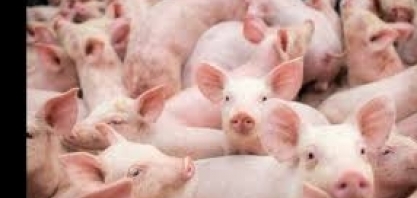 Suínos/MS: Preço do quilo vivo sobe 12% no 1º semestre ante ano anterior