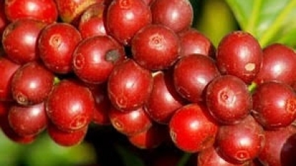 Café: Crescimento do consumo mundial projeta 208 milhões de sacas até 2030