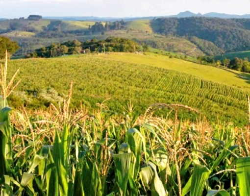 FCStone eleva projeções de safra e exportação de milho do Brasil  