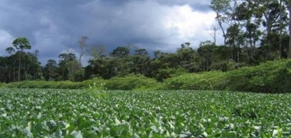Soja:Moratória no Cerrado evitaria desmatamento de área maior que a Bélgica
