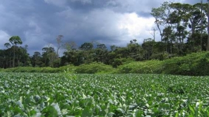 Soja:Moratória no Cerrado evitaria desmatamento de área maior que a Bélgica
