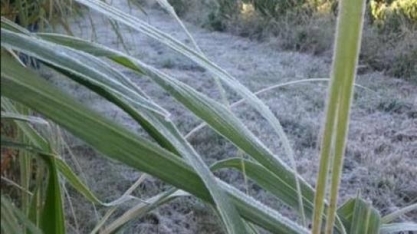 Agricultores contabilizam prejuízos nas lavouras de Mato Grosso do Sul