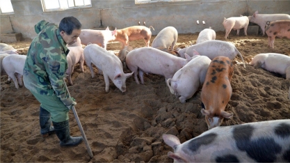 China anuncia diretrizes para controle da peste suína africana