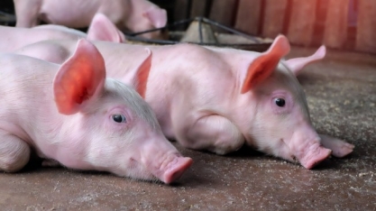 Peste suína:FAO eleva para 4,869 mi número de animais eliminados por doença