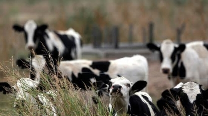 Argentinos sacrificam vacas reprodutoras por demanda chinesa