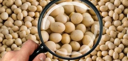 Teor de proteína de soja no Brasil cai, coloca vendas à China em risco