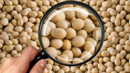 Teor de proteína de soja no Brasil cai, coloca vendas à China em risco