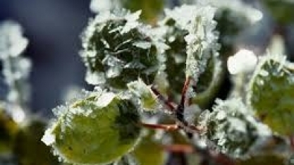 Cooxupé informa que geada não trouxe impacto relevante em sua área 