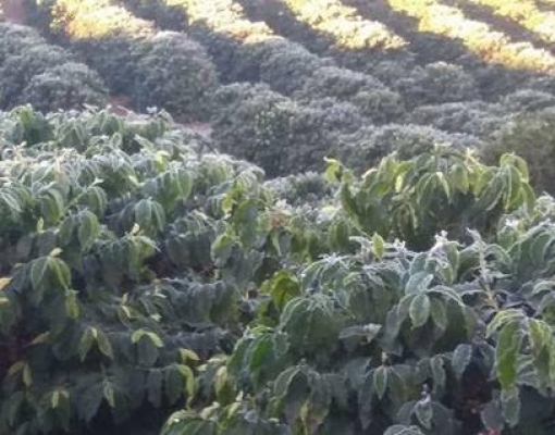 Efeito da geada em cafezais ainda pode influenciar preço