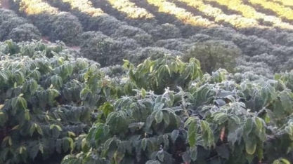 Efeito da geada em cafezais ainda pode influenciar preço