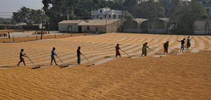 Plantio de safra de verão da Índia tem recuo de 9% até aqui, diz governo