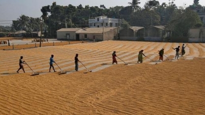 Plantio de safra de verão da Índia tem recuo de 9% até aqui, diz governo