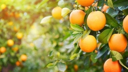 Fundecitrus e Embrapa assinam acordo de cooperação para pesquisas