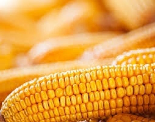 Exportação de milho no acumulado de julho já supera volume de junho 