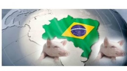 Carne suína: Embarques crescem 81% em junho ante ano anterior