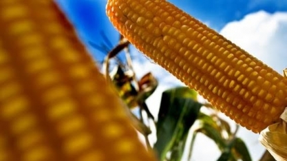 Agromensal Cepea: Milho 