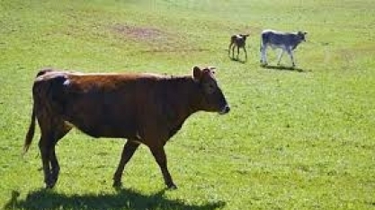 Produção agropecuária pode aumentar no Brasil sem desmatamento 