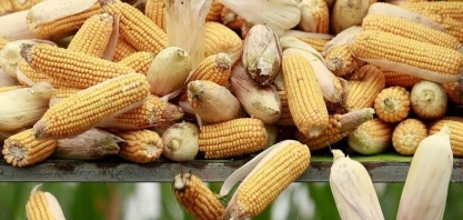 FCStone eleva número da 2ª safra de milho; vê maior exportação do cereal 