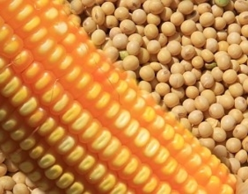 Preços do milho em Chicago avançam por clima ameno nos EUA; soja recua