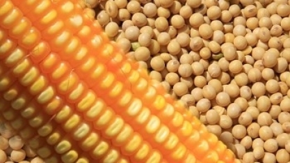 Preços do milho em Chicago avançam por clima ameno nos EUA; soja recua