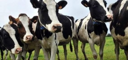 No futuro, carne vermelha pode ter tributação por desmatamento, diz Fitch