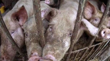 Peste africana impacta lucros da gigante chinesa da carne suína WH Group