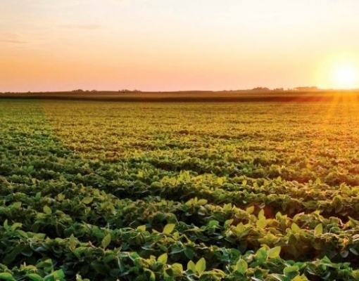 Soja: Agromensal Cepea Julho/2019