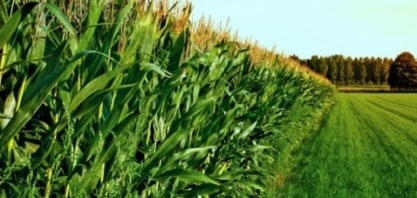 Milho: Agromensal Cepea Julho/2019 