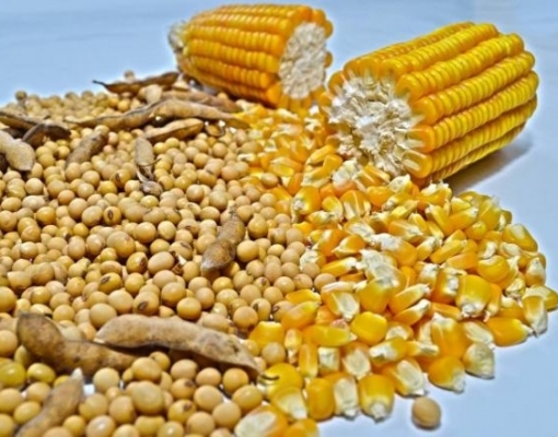 Exportação de milho do Brasil em agosto já aproxima-se do recorde de julho  