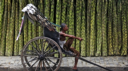 Vacas famintas podem aliviar superávit de açúcar da Índia