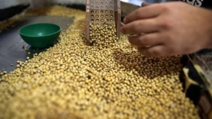 Norueguesa Mowi pode parar compras de soja do Brasil por crise ambiental