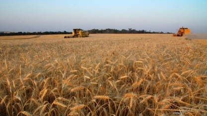 Trigo: Agromensal Cepea Julho/2019