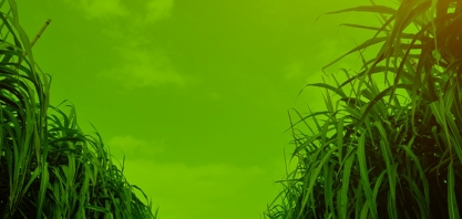 INTL FCStone eleva previsão de moagem de cana e de produção de etanol