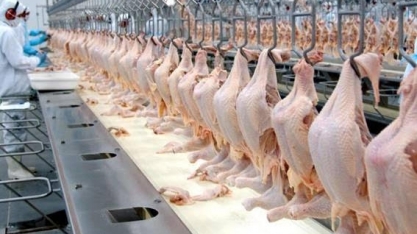 Exportações de carne de frango avançaram 5,8% entre janeiro e julho de 2019