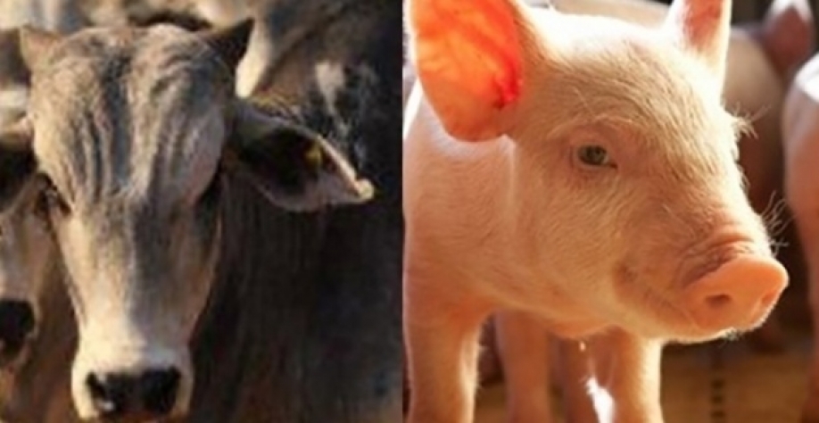 Abates de bovinos e suínos do Brasil crescem no 2º tri, diz IBGE 