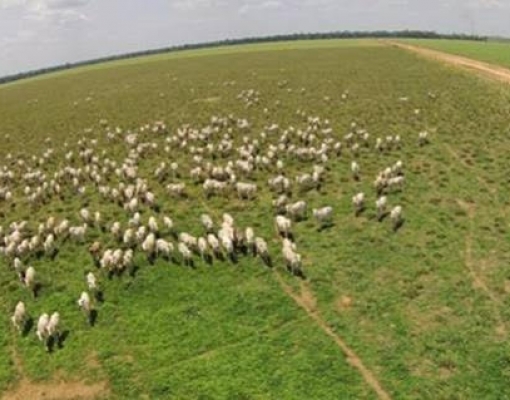 JBS diz que utiliza satélites para monitorar e controlar fornecedores de gado