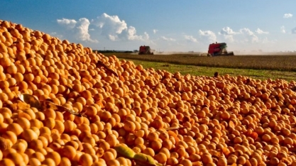 China testa balanço da soja do Brasil, Conab revisita números de safras
