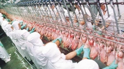 Abate de frangos sobe 3,6% no 2º tri/19 ante ano anterior, diz IBGE 